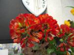 レオントキール　オバレイ｜「花ポケット」　（兵庫県加古川市の花キューピット加盟店 花屋）のブログ